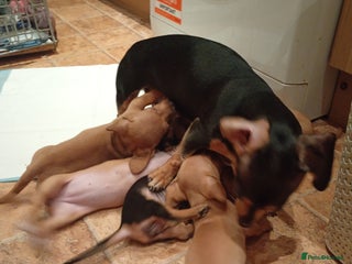 Miniature Dachshund dogs Miniature Dachshund puppies KC registered - Advert 3