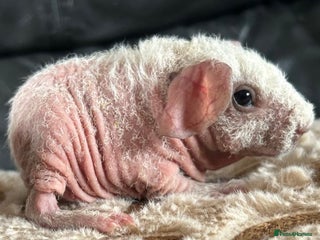 Guinea Pig rodents Cali breedings skinny carriers/werewolfs - Advert 13