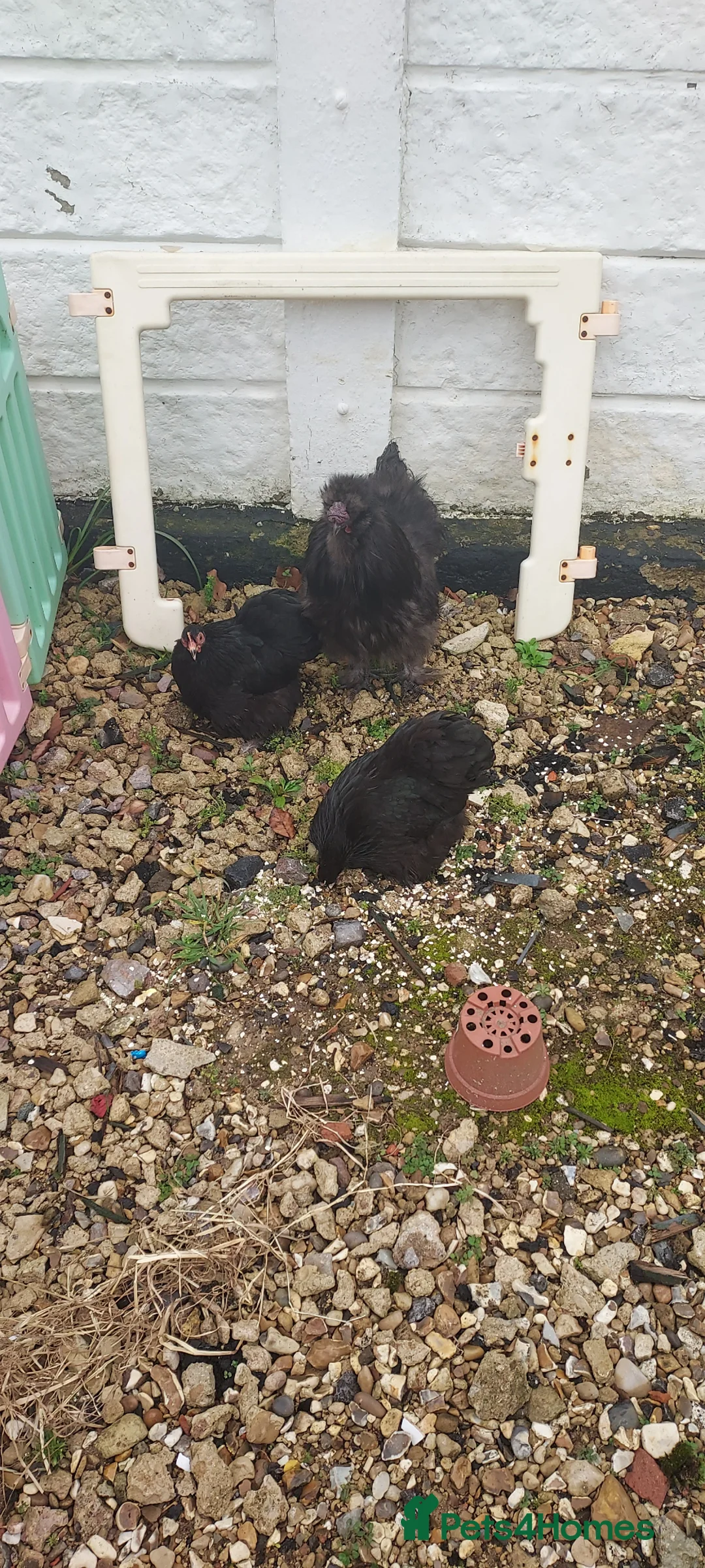 Chickens poultry for sale: Two peking bantam hen and one cockerel for sake in Oxford - Advert 1