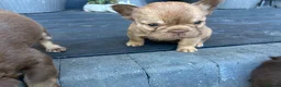 French Bulldog dogs for sale: Fluffy Frenchies  - Advert 22