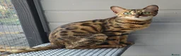 Bengal cats for sale: 3 TICA registered Bengal kittens - Advert 6