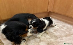 Cavalier King Charles Spaniel dogs for sale: Beautiful Cavalier, King, Charles boy ❤️ - Image 12