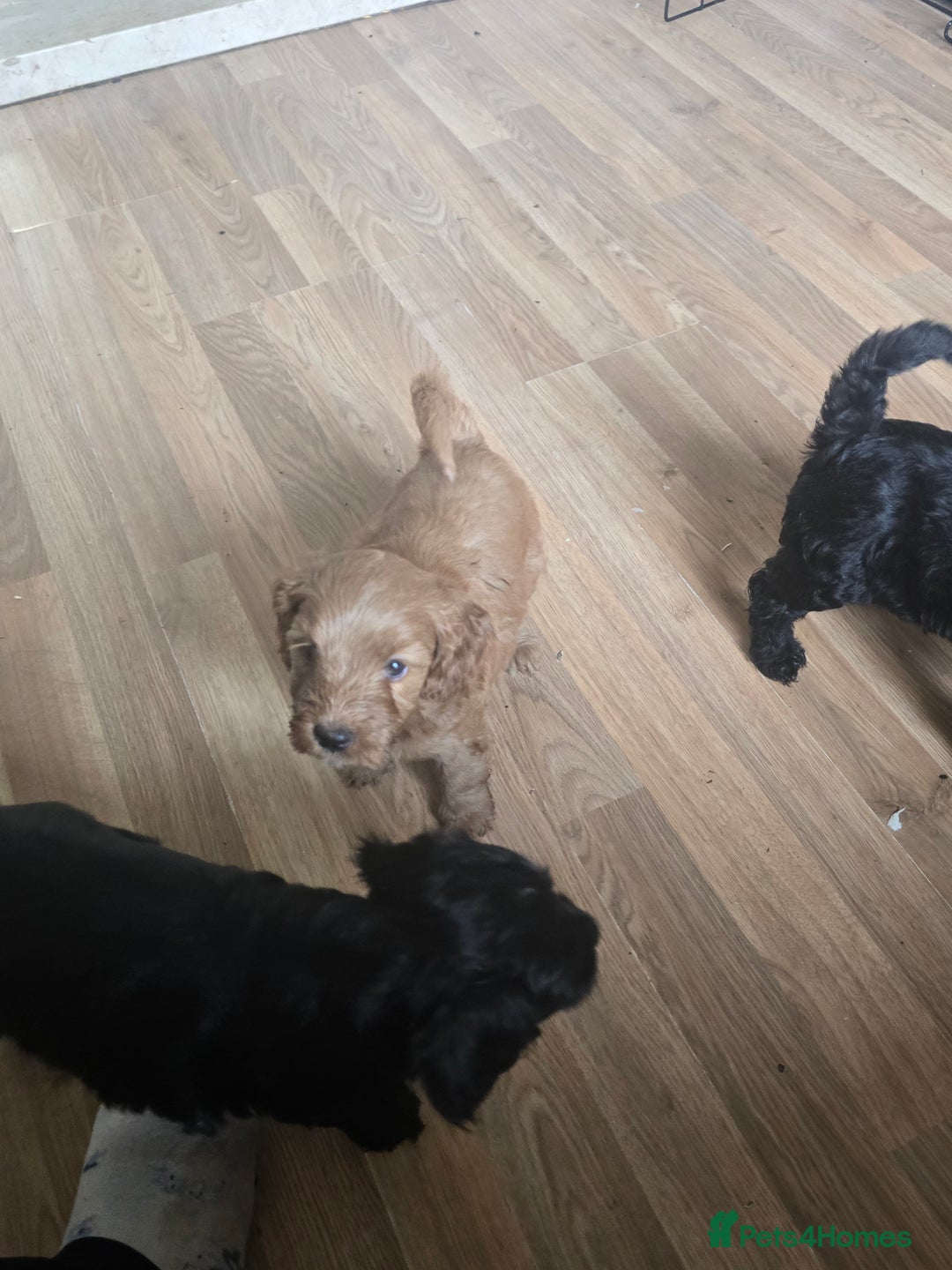 Cockapoo dogs for sale: Cockapoo pups - Image 7