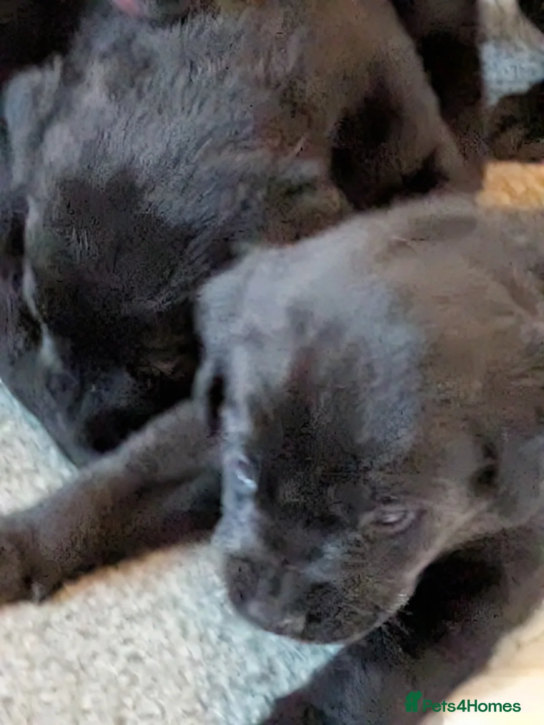 Mixed Breed dogs for sale: Stunning predominately black lab/rottie puppies in Rochester - Advert 11