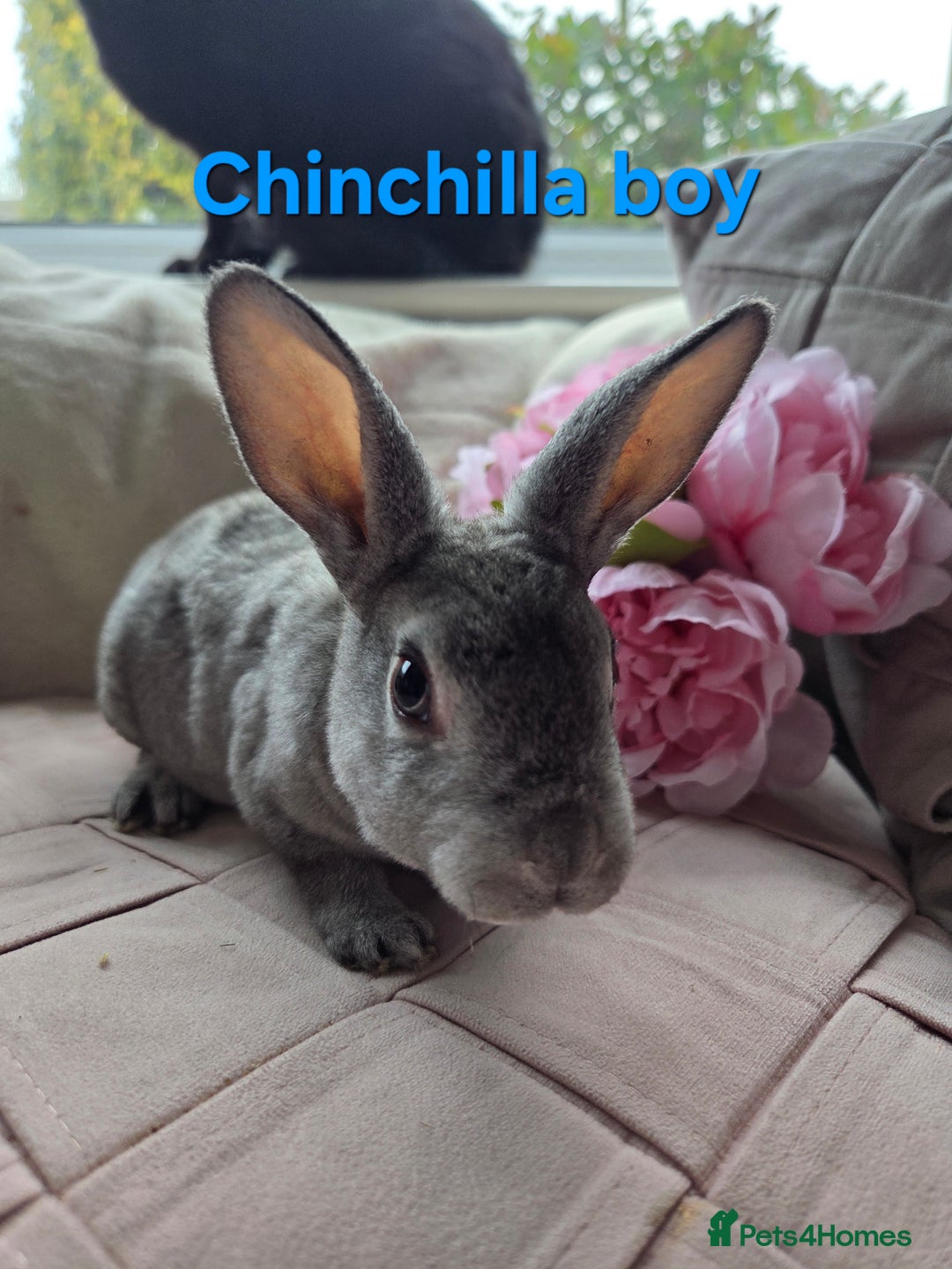 Rex rabbits for sale: 🐰 Beautiful mini rex babies 🐰 - Advert 10
