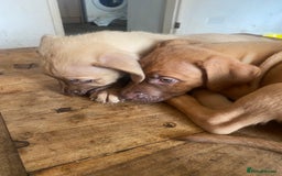 Mixed Breed dogs for sale: Mixed breed  - Image 2