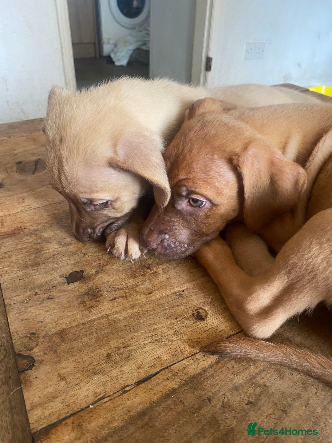 Mixed Breed dogs for sale: Mixed breed  - Image 2