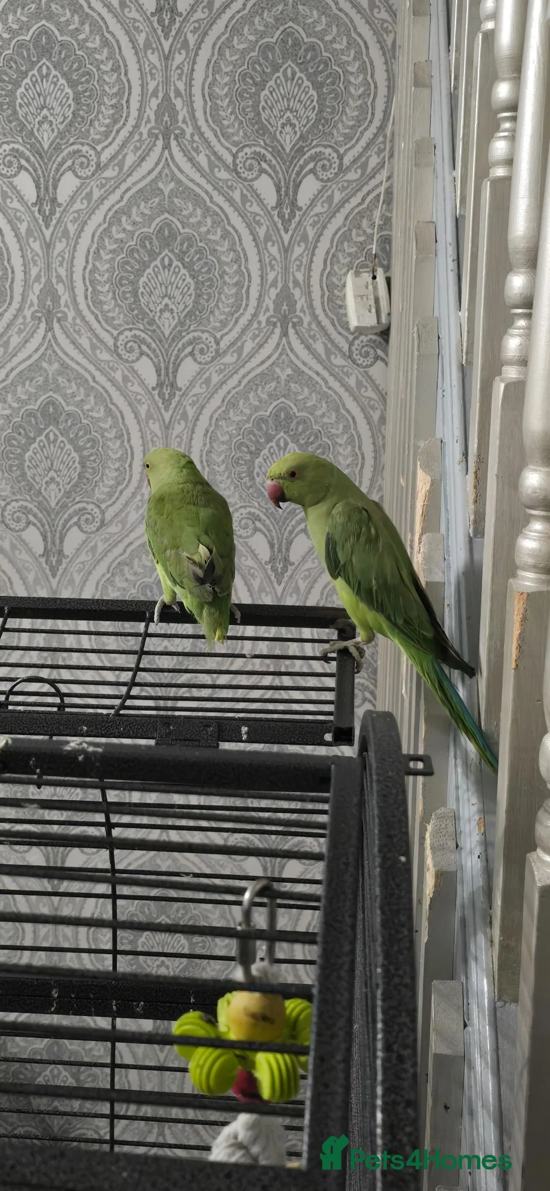 Ringnecks birds for sale: 2 indian ring necks in Rochdale - Advert 2