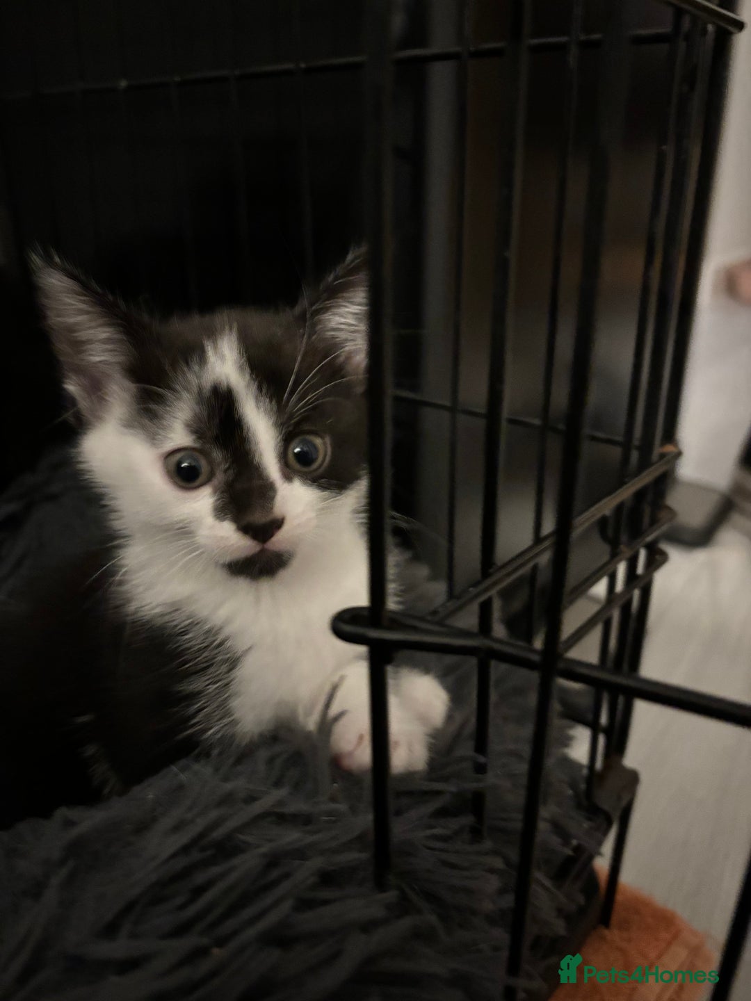 Mixed Breed cats for sale: 5 Kittens - Image 5