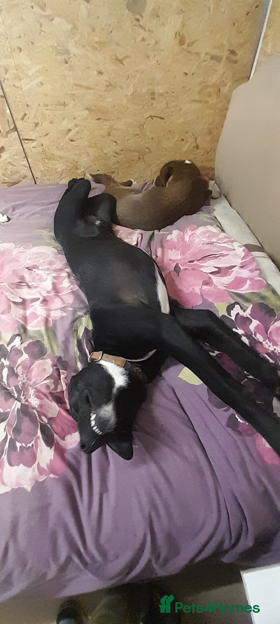 Mixed Breed dogs for adoption: Meet SHEAMUS - a handsome boy for a confident Home - Image 39