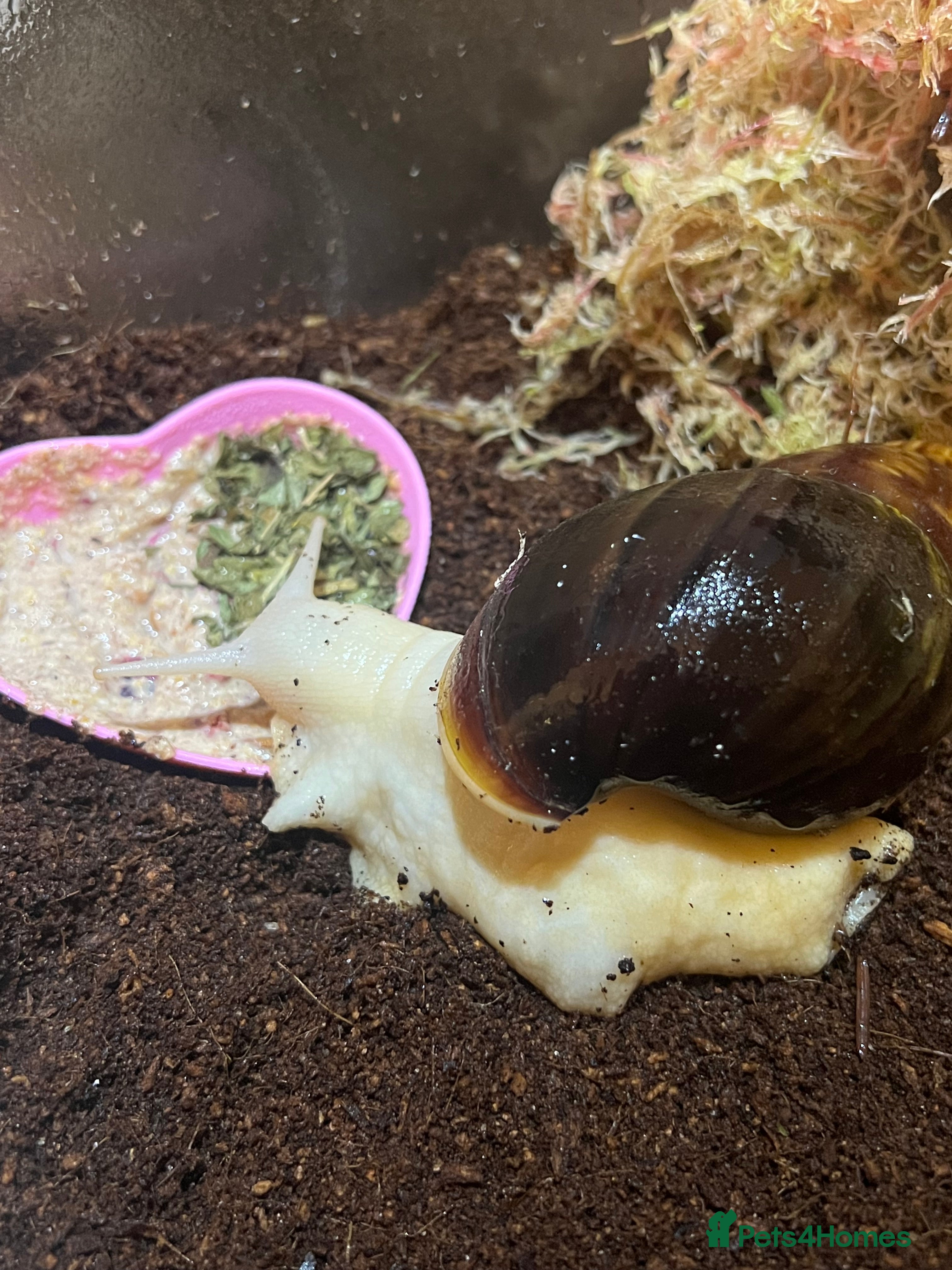 Snails invertebrates Giant African Land Snail (please read description) - Advert 14