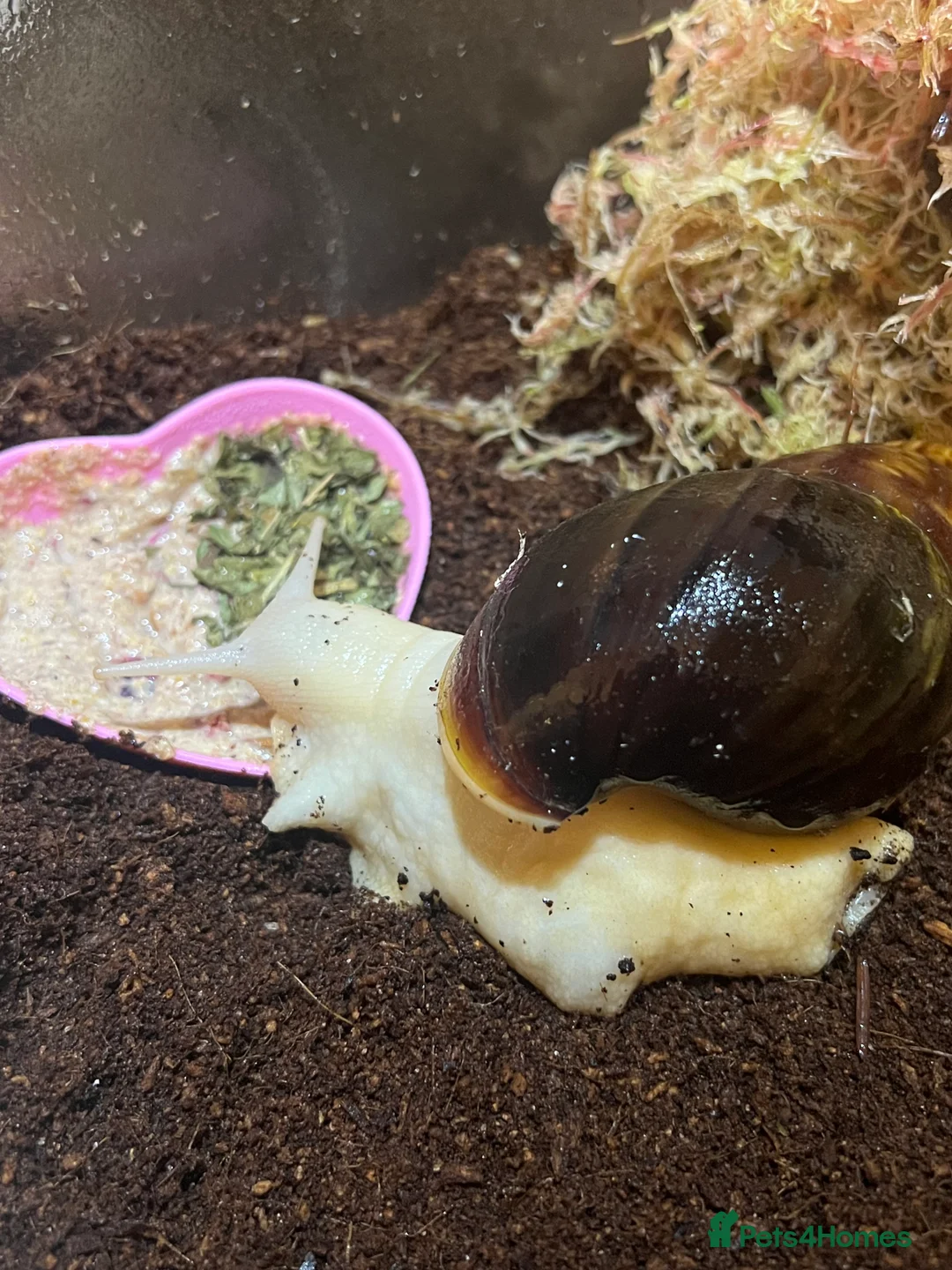 Snails invertebrates for sale: Giant African Land Snail (please read description) - Advert 1