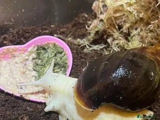 Snails invertebrates Giant African Land Snail (please read description) - Advert 8