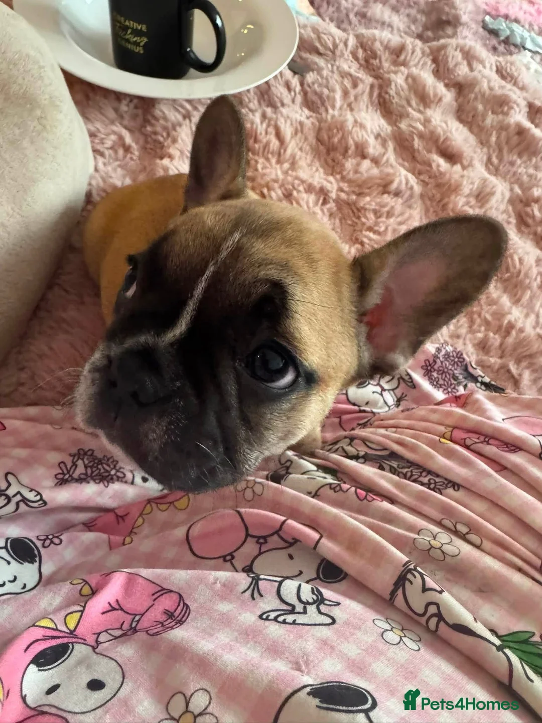 Mixed Breed dogs for sale: French bulldog puppies - Advert 2