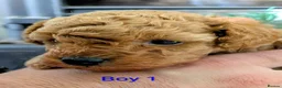 Toy Poodle dogs for sale: Stunning K. C reg Toy Poodle Puppies - Advert 12