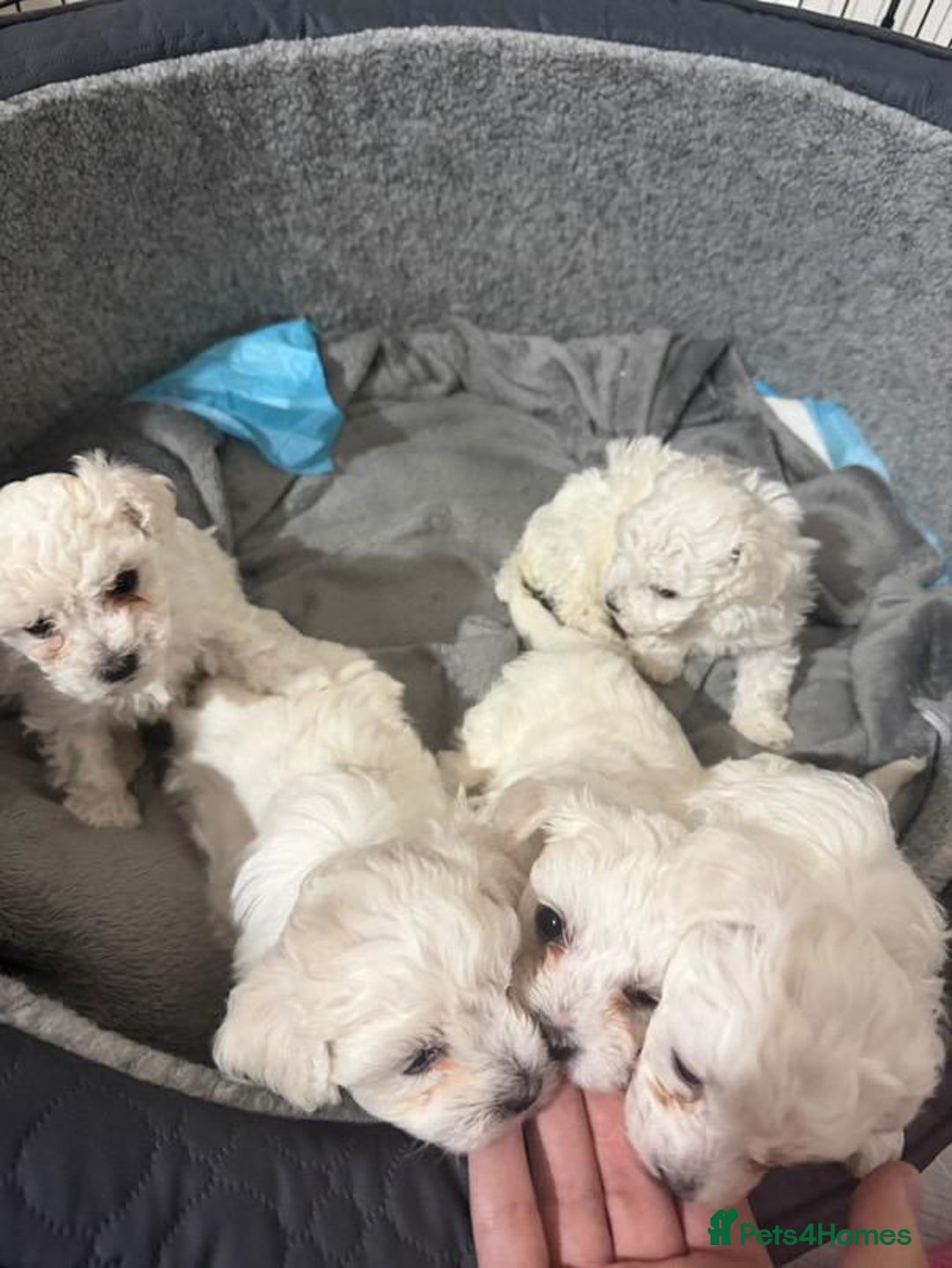 Bichon Frise dogs for sale: Bichon Puppies - Image 2