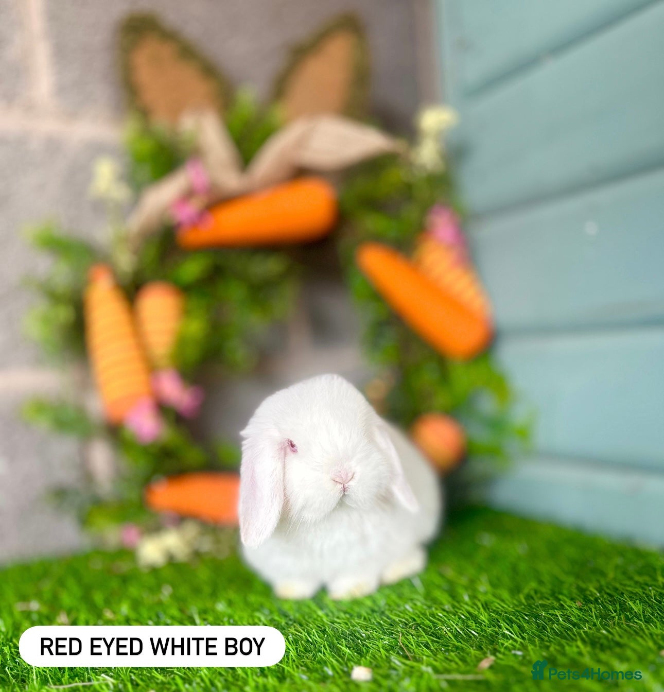 Mini Lop rabbits Mini Lops Available to reserve🐰 last boy for now - Advert 7