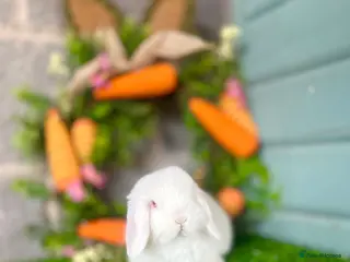 Mini Lop rabbits Mini Lops Available to reserve🐰 last boy for now - Advert 7