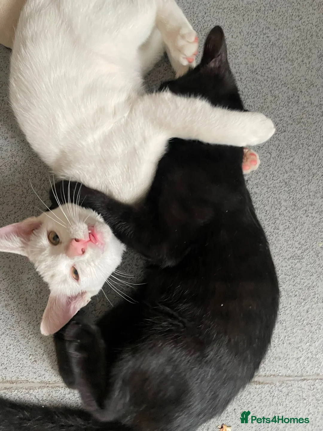 Mixed Breed cats for sale: 3 kittens long and short hairs  - Advert 2