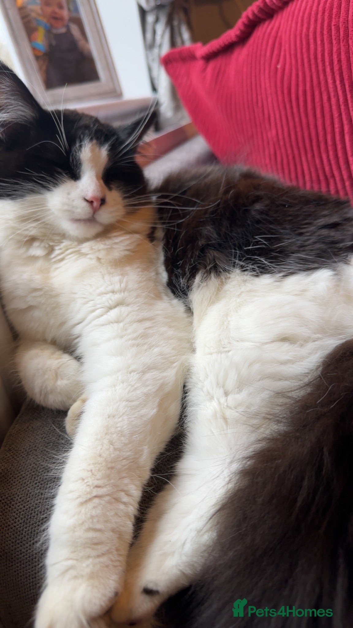 Mixed Breed cats Stunning playful kittens - Advert 1