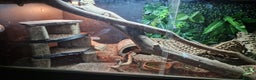 Bearded Dragon reptiles for sale: Bearded Dragon for sale  - Advert 8