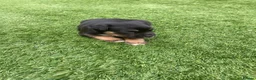 Jack Russell dogs for sale: Beautiful Jack Russell puppies  - Advert 4