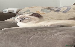 British Shorthair cats for sale: Gorgeous Cat Looking for a Loving New Home - Advert 2