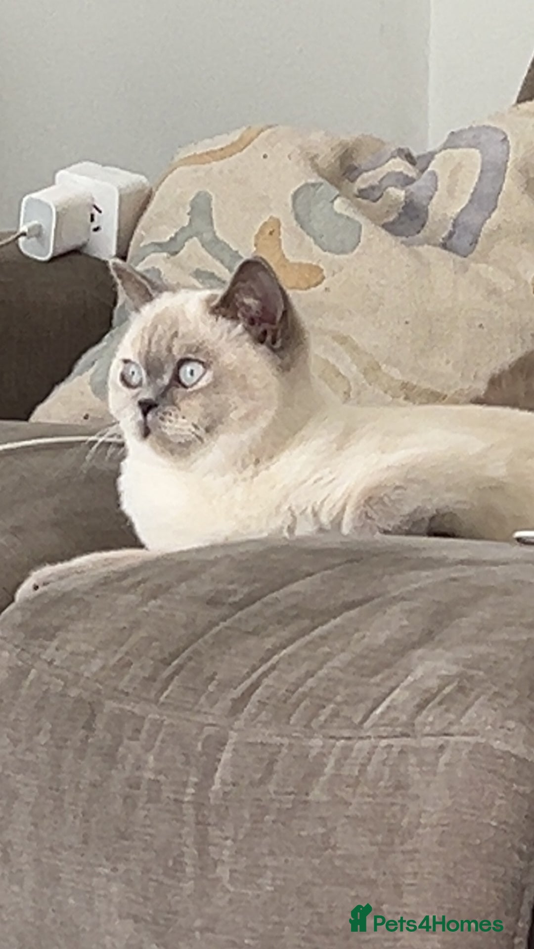 British Shorthair cats for sale: Gorgeous Cat Looking for a Loving New Home - Advert 2