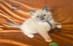 Ragdoll cats for sale: Adorable pure Ragdoll kittens boys and girls - Image 11