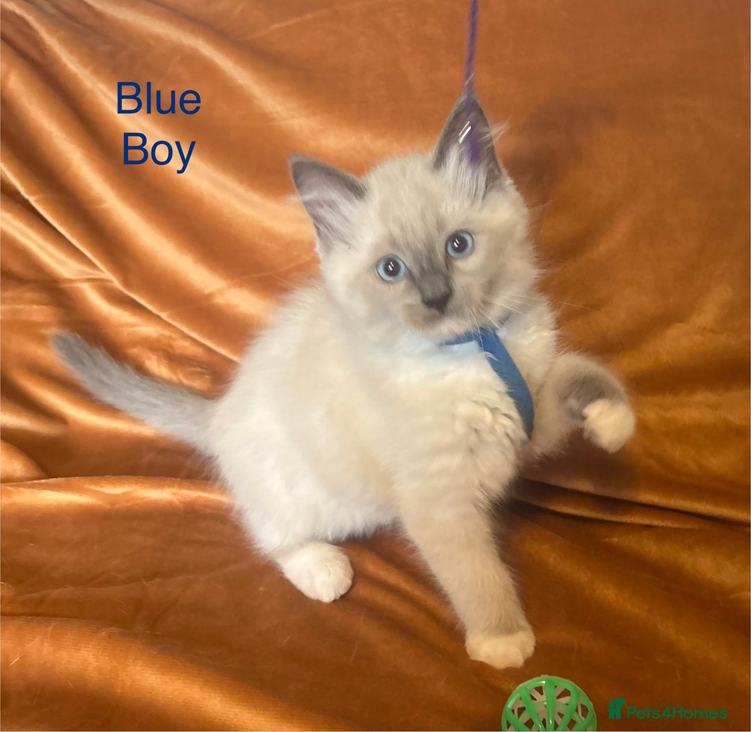Ragdoll cats for sale: Adorable pure Ragdoll kittens boys and girls - Image 11