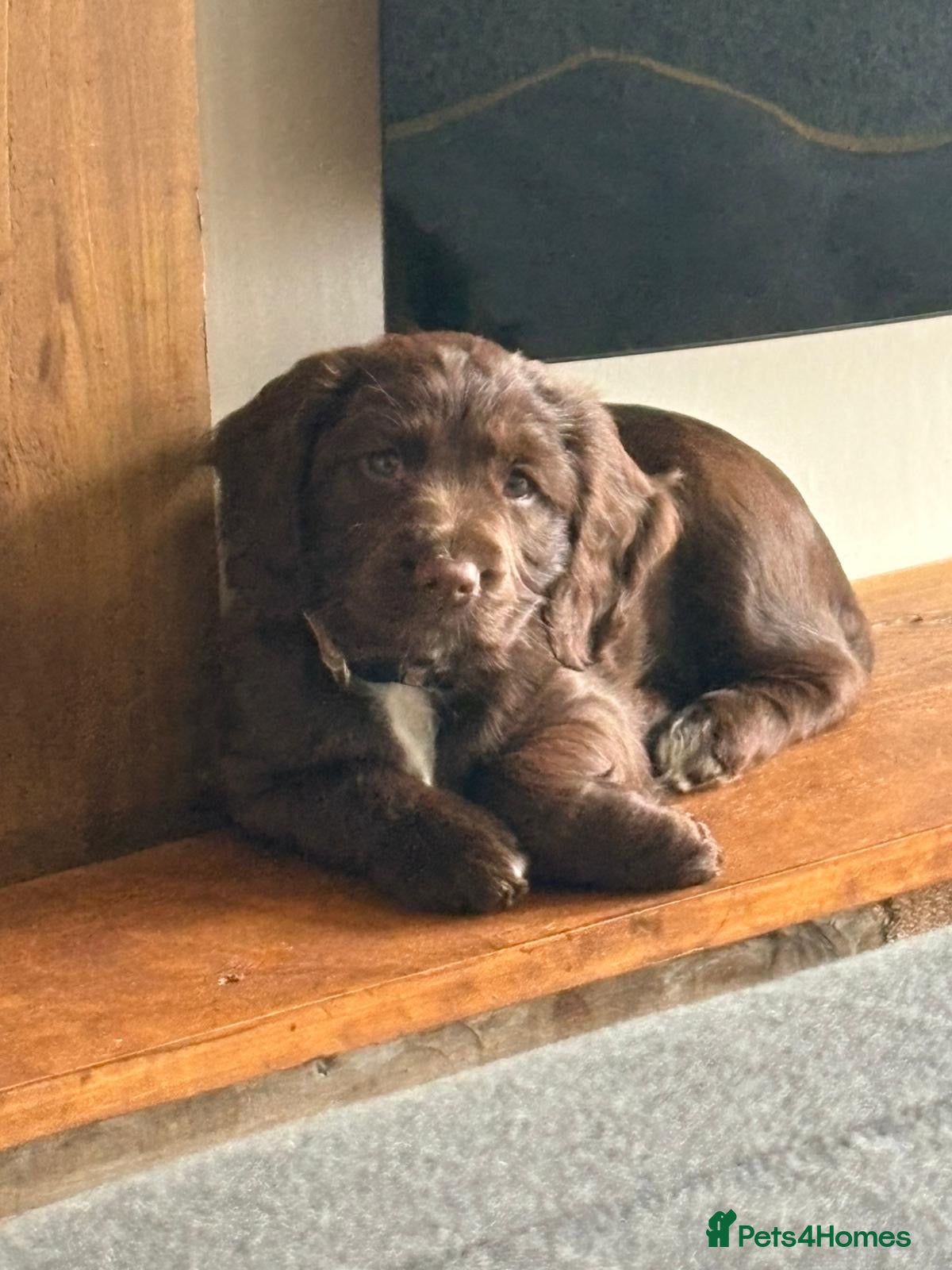 Cocker Spaniel dogs 3 x Cocker spaniel puppies  - Advert 9