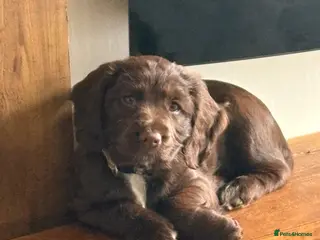 Cocker Spaniel dogs 3 x Cocker spaniel puppies - Advert 9