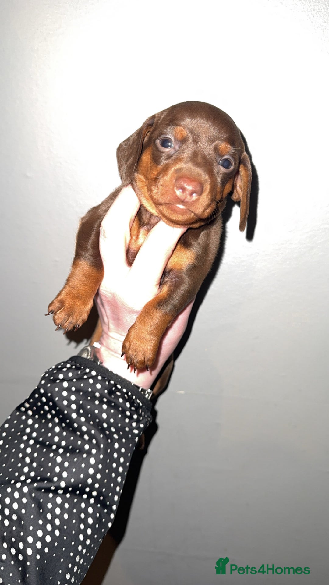 Miniature Dachshund dogs for sale: Gorgeous girl stilll looking for her forever home  - Advert 5