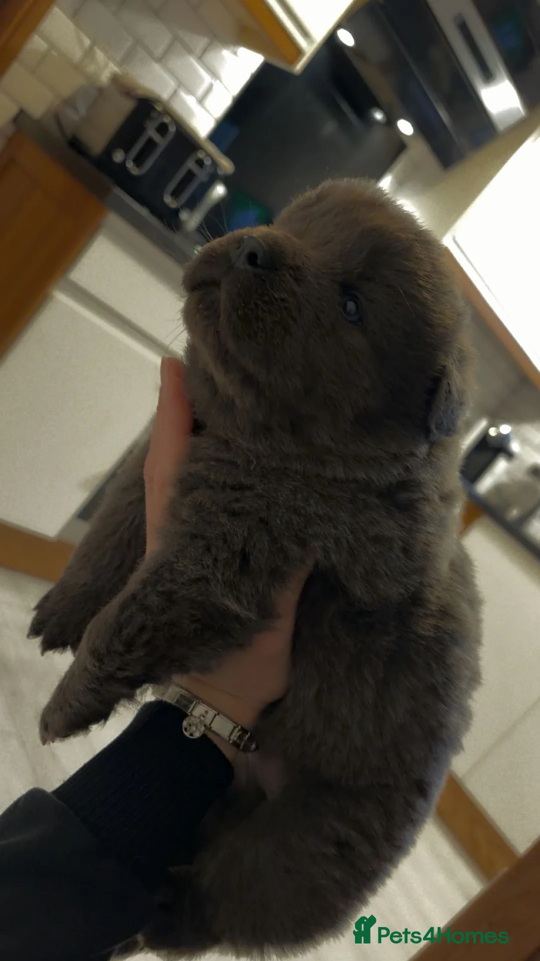 Mixed Breed dogs for sale: Chow chow cross puppies - Advert 2