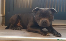 Staffordshire Bull Terrier dogs for sale: Adorable champion bred black staffys puppy's  - Image 8