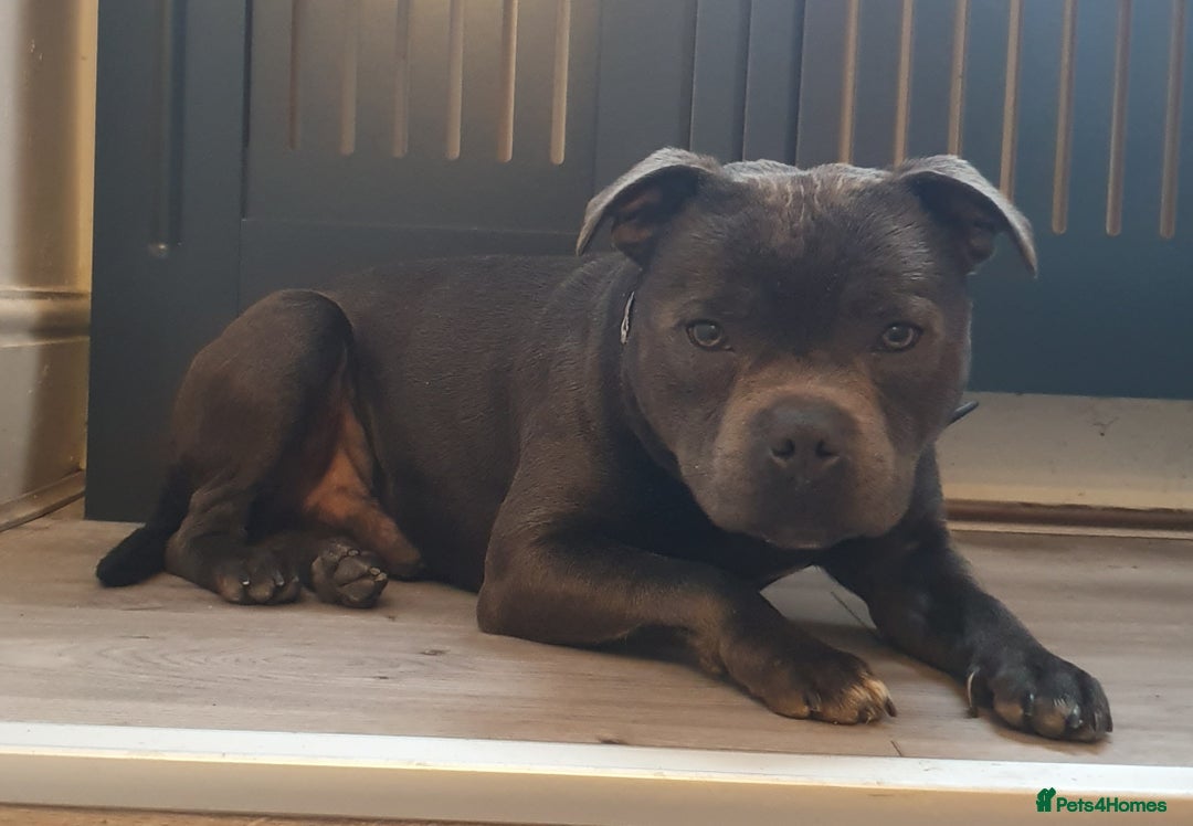 Staffordshire Bull Terrier dogs for sale: Adorable champion bred black staffys puppy's  - Image 8