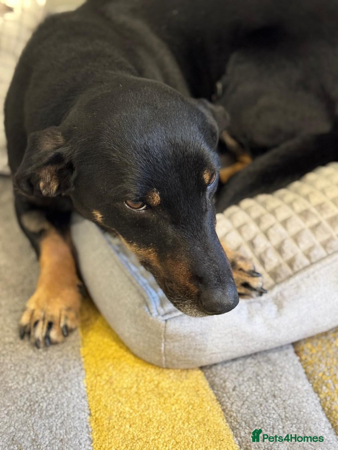 Mixed Breed dogs for adoption: Beautiful Ember looking for love - Advert 7