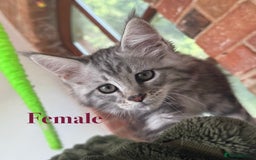 Maine Coon cats for sale: Beautiful pedigree maine coons, open to offers - Image 4