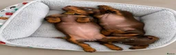 Miniature Dachshund dogs for sale: True miniature dachshund puppies  - Advert 2