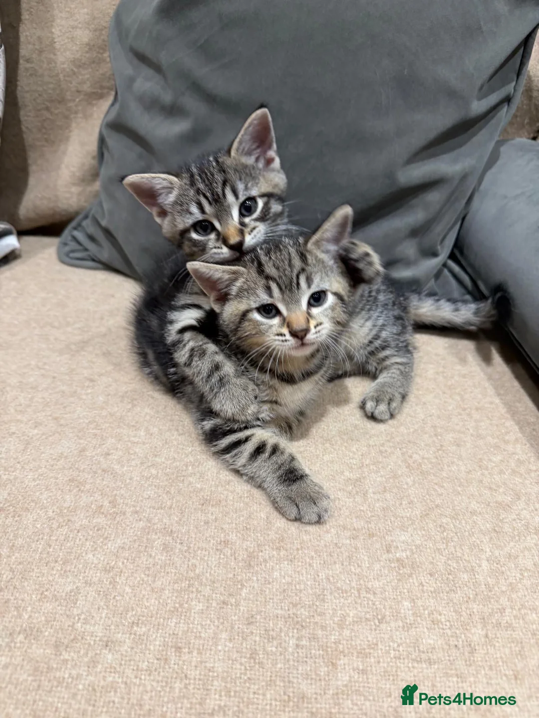 Mixed Breed cats for sale: Kittens - Advert 6
