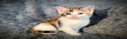 Mixed Breed cats for sale: 9 beautiful kittens looking for new homes  - Advert 33