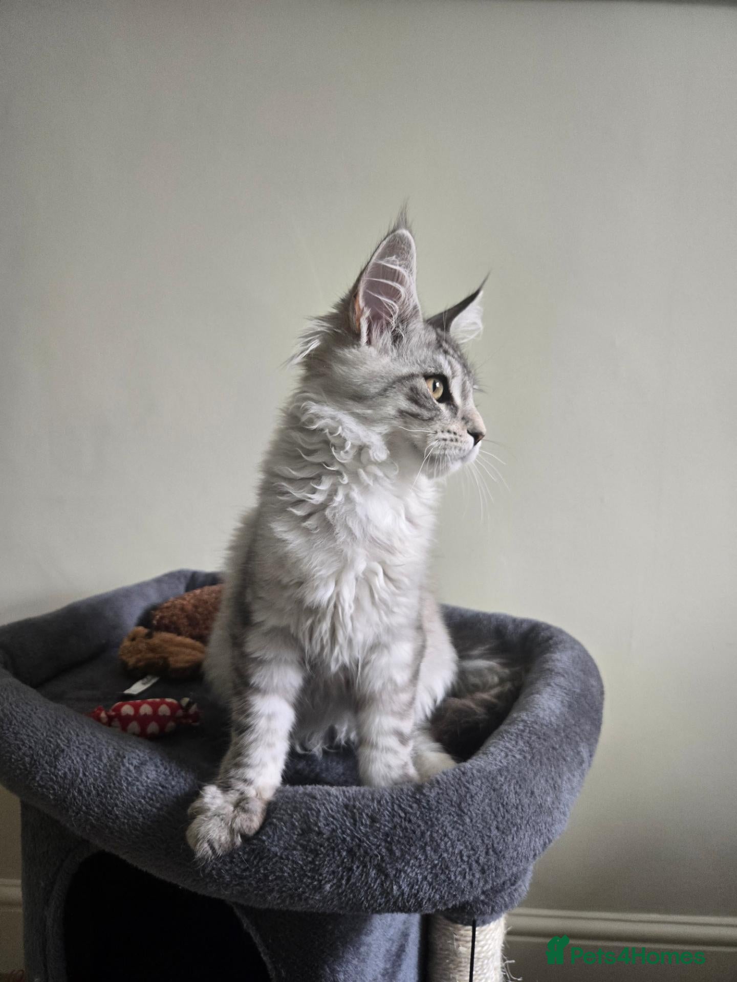 Maine Coon cats Pedigree Maine Coon Kittens  - Advert 2