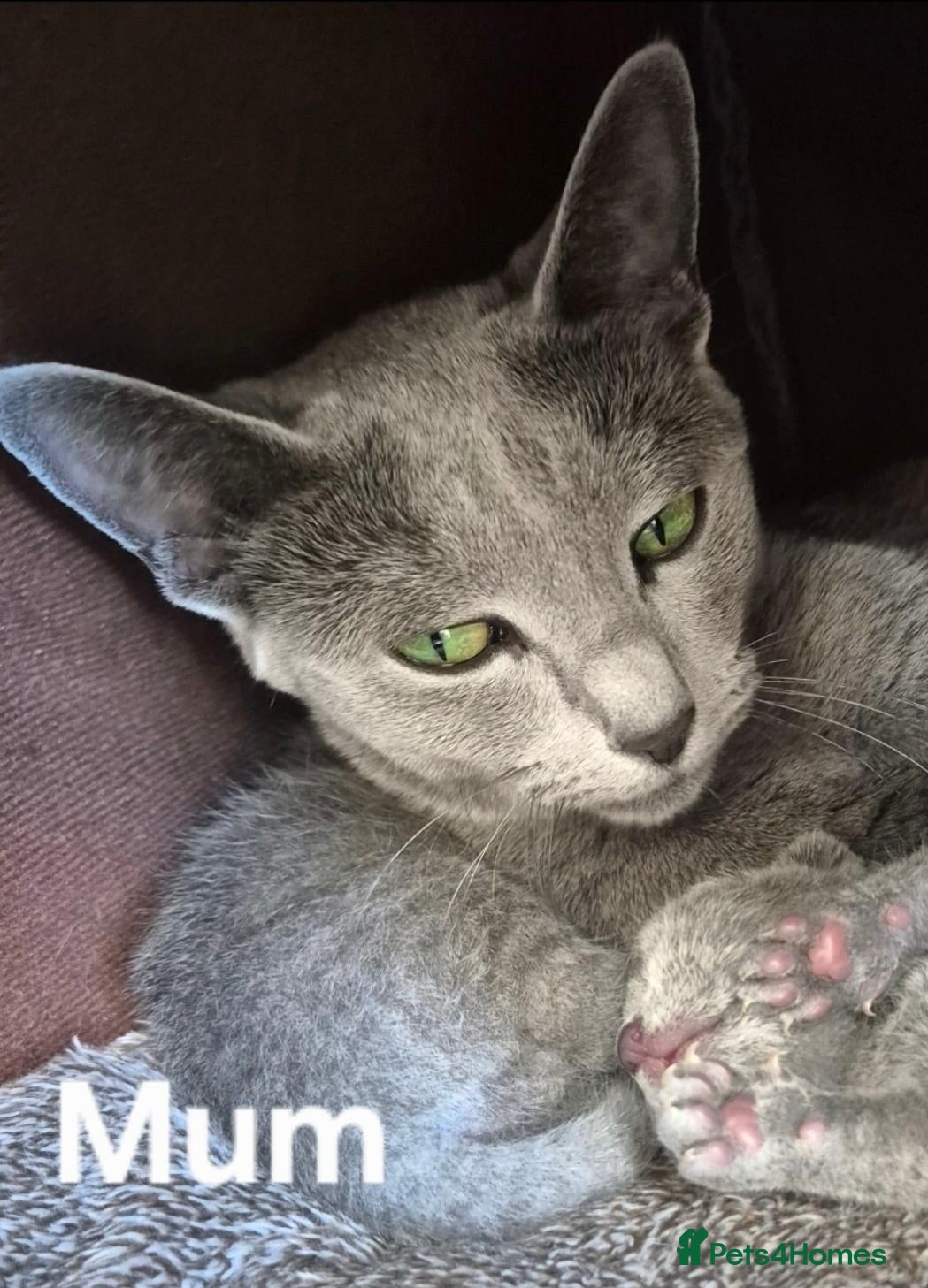 Russian Blue cats 1 boy and 1 girl Russian Blue - Advert 5