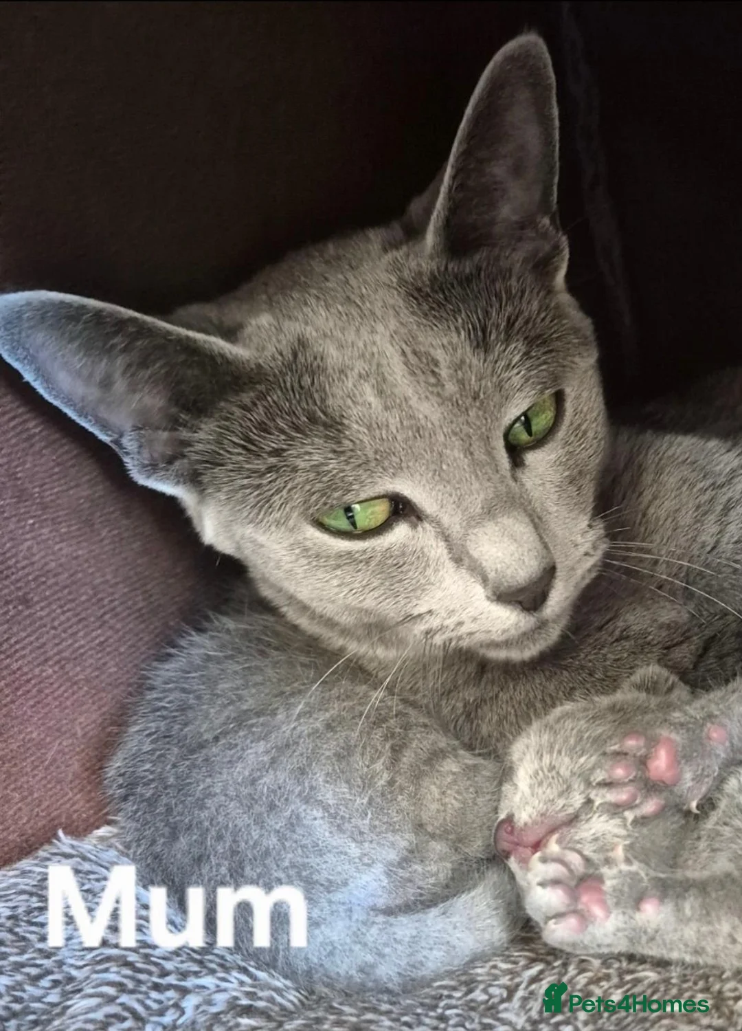 Russian Blue cats for sale: 1 boy and 1 girl Russian Blue - Advert 1
