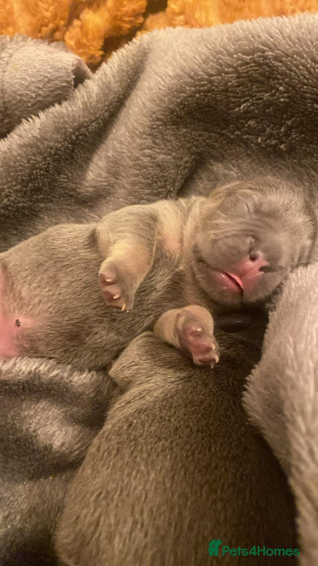 French Bulldog dogs for sale: Puppies  - Advert 5
