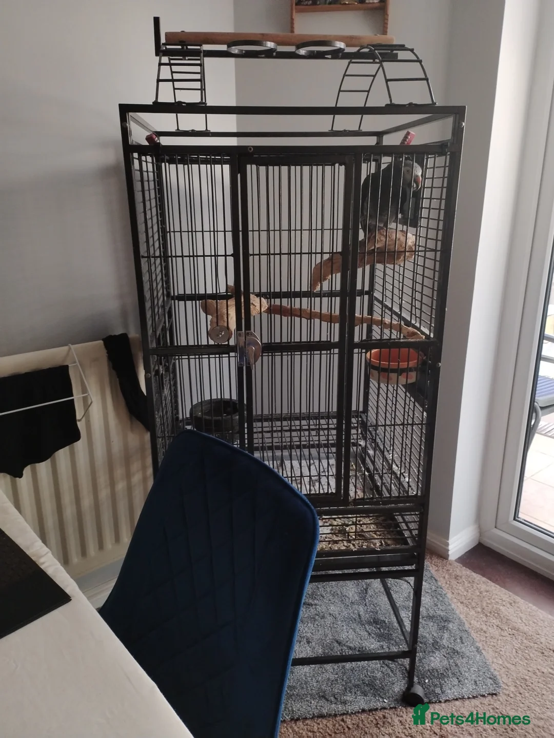 Parrots birds for sale: Male African grey  - Advert 5