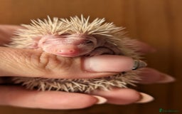 Pygmy Hedgehog rodents for sale: Gorgeous APH hedgehogs  - Image 10