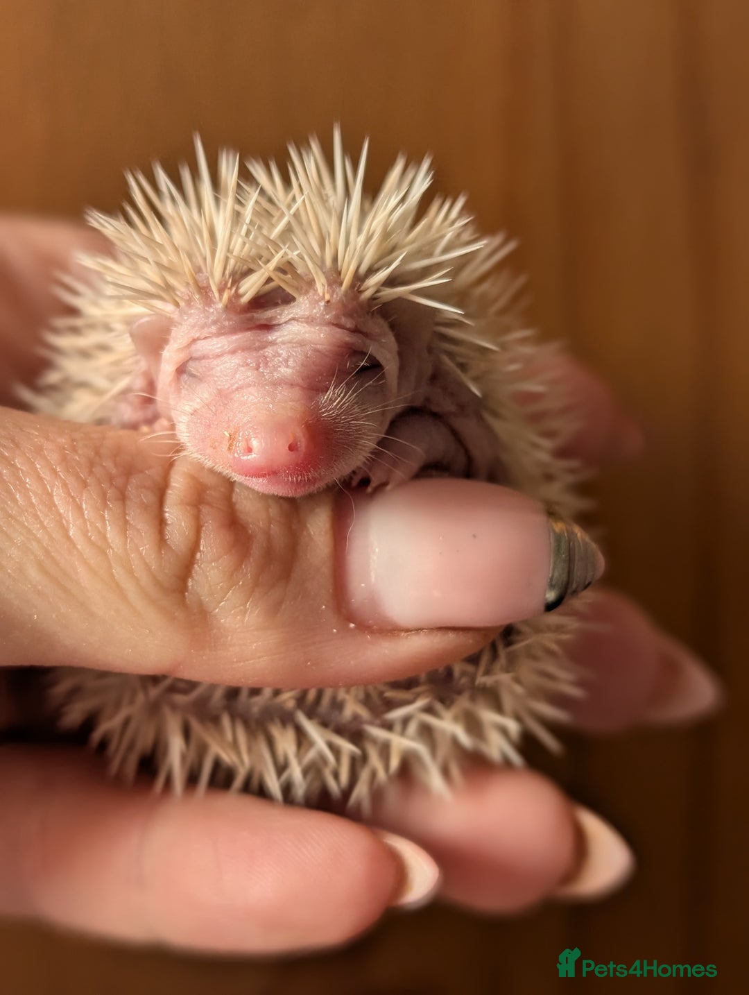 Pygmy Hedgehog rodents for sale: Gorgeous APH hedgehogs  - Image 10