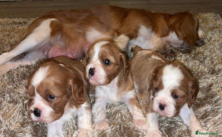 Cavalier King Charles Spaniel dogs - Advert 1