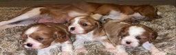 Cavalier King Charles Spaniel dogs for sale: Beautifull Puppies - Advert 6